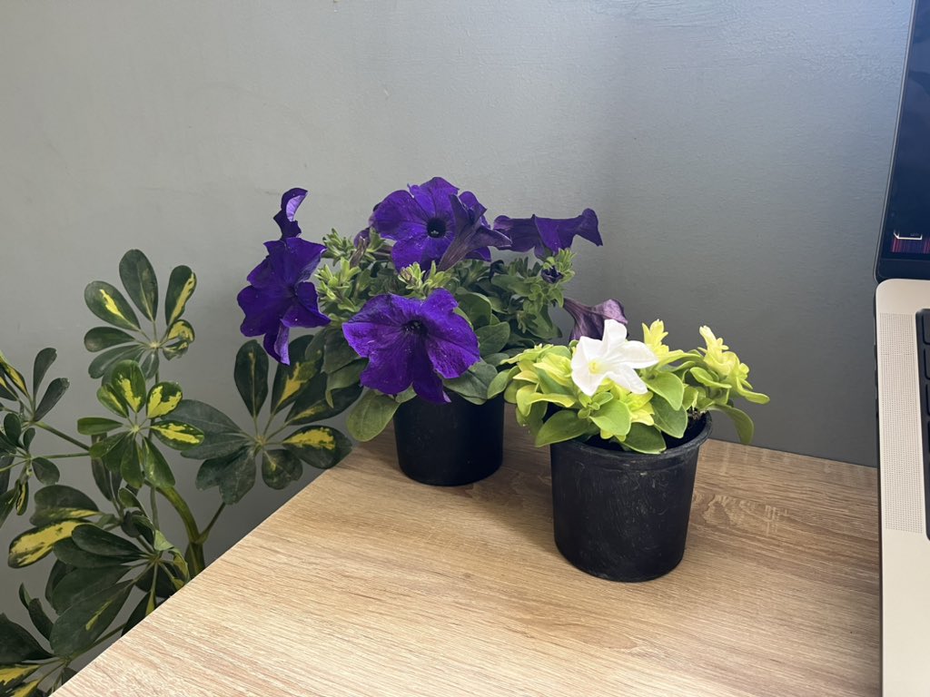 thebrahimbaif's tweet photo. Got plants 🪴
any tips? https://t.co/W4gyQgdf8B