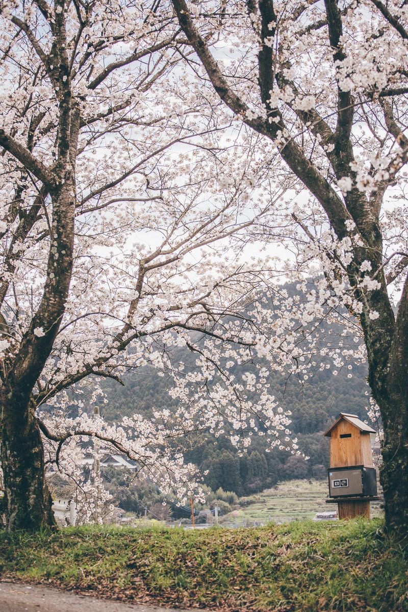 whenwewanderbkk's tweet photo. ทุกคนน ซากุระที่ฟุกุโอกะกำลัง Full Bloom แล้วววว🌸😊 บรรยากาศน่ารักมากก เป็นครั้งแรกที่ได้เห็นดอกซากุระเยอะขนาดนี้ ตื่นเต้น มันสวยมากกกจริงๆ 😌ในรูปคือที่ Nagarekawa Cherry Blossom Trees
#whenwewander #Japan #Fukuoka #travelblogger #traveltheworld #photography https://t.co/xEHWwXTTpk