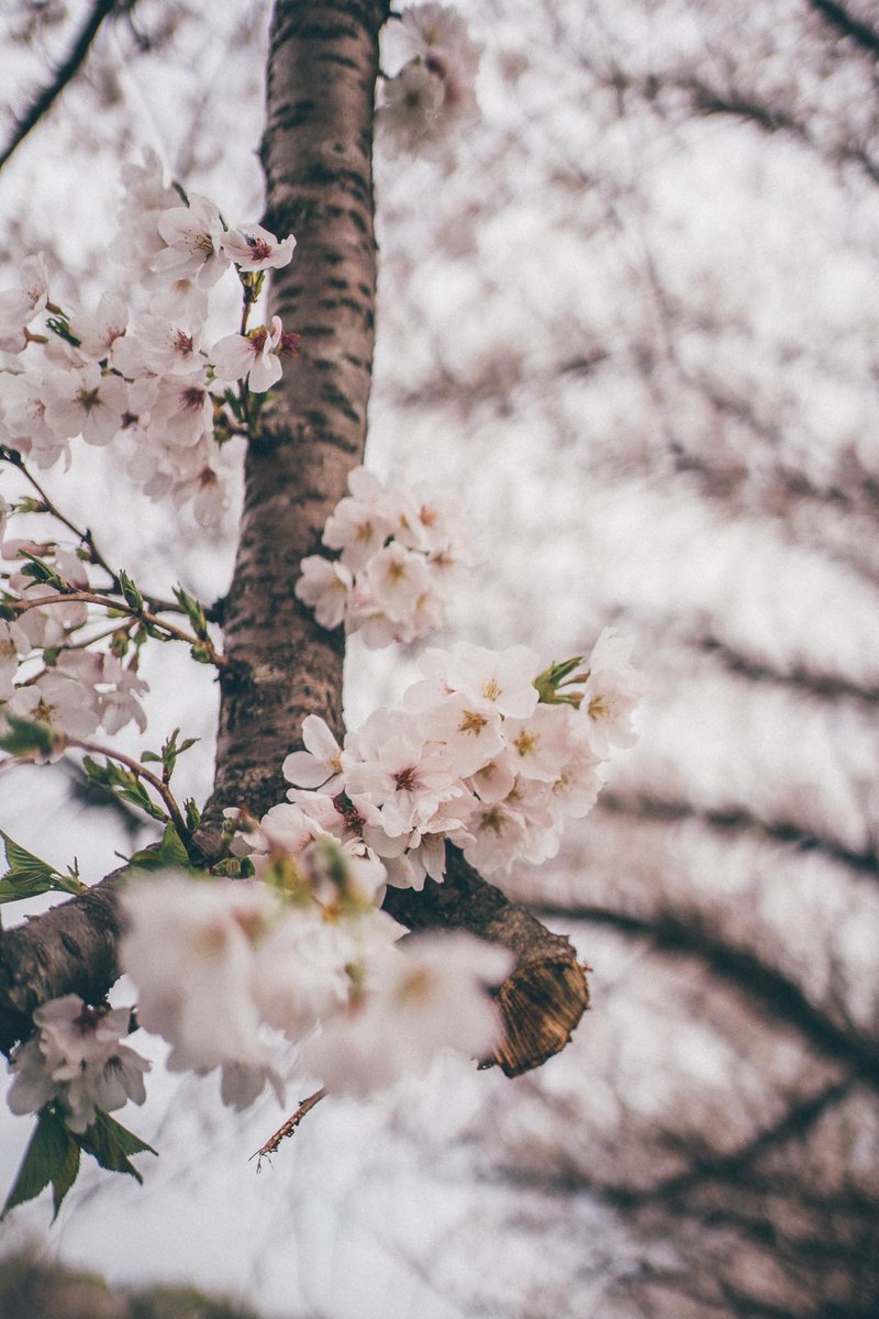 whenwewanderbkk's tweet photo. ทุกคนน ซากุระที่ฟุกุโอกะกำลัง Full Bloom แล้วววว🌸😊 บรรยากาศน่ารักมากก เป็นครั้งแรกที่ได้เห็นดอกซากุระเยอะขนาดนี้ ตื่นเต้น มันสวยมากกกจริงๆ 😌ในรูปคือที่ Nagarekawa Cherry Blossom Trees
#whenwewander #Japan #Fukuoka #travelblogger #traveltheworld #photography https://t.co/xEHWwXTTpk