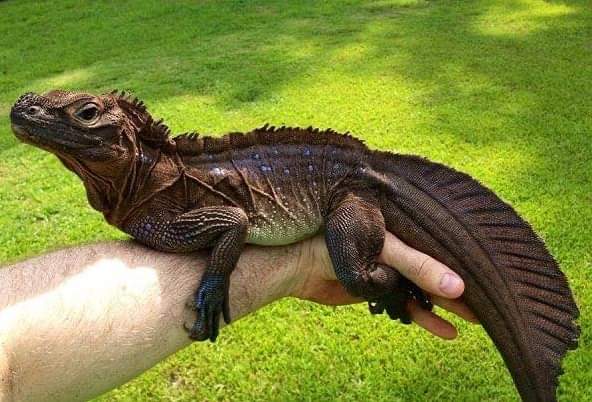 AlutaDavid1's tweet photo. #Hydrosaurus 🦎 also known as the Sailfin Dragon, is found in the rainforests of the Philippines. @AnthroVision @ejfoundation https://t.co/S57n6lymEQ
