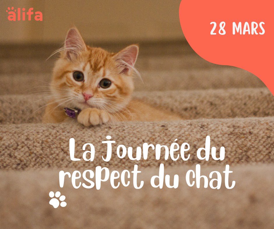 alifa_world's tweet photo. On parle souvent d’amour rarement de respect, et pourtant amour et respect se mêlent quand il s’agit de Chat! 
Consultez nos articles
Rejoignez la communauté Alifa 
📲:https://t.co/Lkm6hYAoGA
 📱: https://t.co/MRqP7DsBR8
#petlife #Animaux #petlifestyle #animal #catlover https://t.co/xZwjdSMuB7
