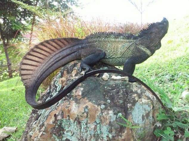 AlutaDavid1's tweet photo. #Hydrosaurus 🦎 also known as the Sailfin Dragon, is found in the rainforests of the Philippines. @AnthroVision @ejfoundation https://t.co/S57n6lymEQ