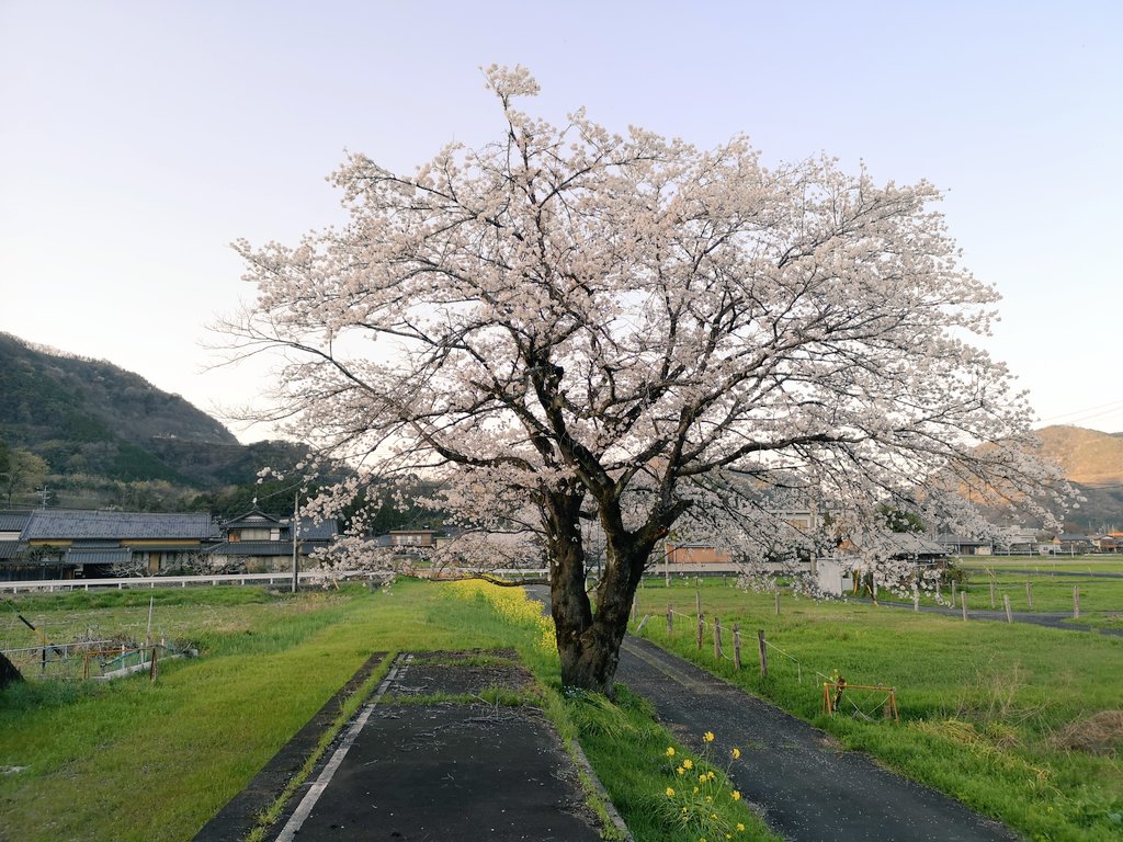 makoto_k_0621's tweet photo. 更地駅跡の桜を見てきた
今年も綺麗に咲いてくれた😊
#名鉄 #谷汲線
#600V #更地駅 https://t.co/Tv8WSuS6Cr