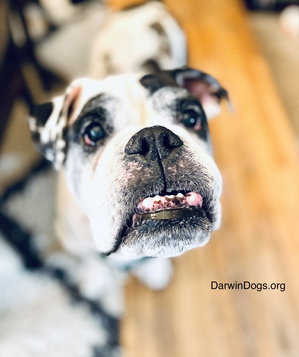 DarwinDogs's tweet photo. This is Gunner. He needs no caption, as his face is worth 1,000 words. 💗🐾
Learn how I worked with Gunner’s anxiety in the link below. What do you think of Gunner?
https://t.co/7AVDz4HFf5
#doglife #bulldog #Dogtraining #Piloting #GoodDog #SmooshFace #dogs #DogsOfCLE https://t.co/5LKySouB73