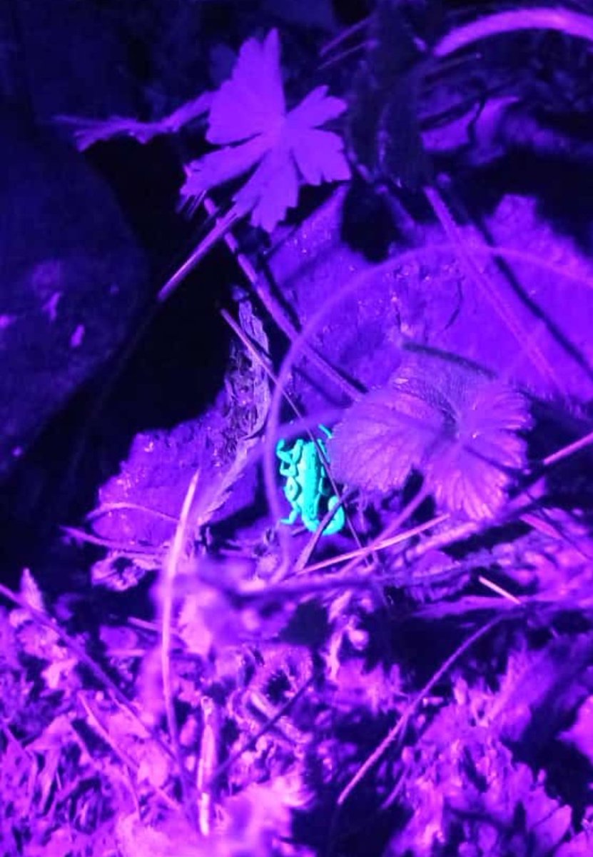 Fluorescencia de los escorpiones ante lámpara de  luz UV

Especie: Vaejovis pusillus