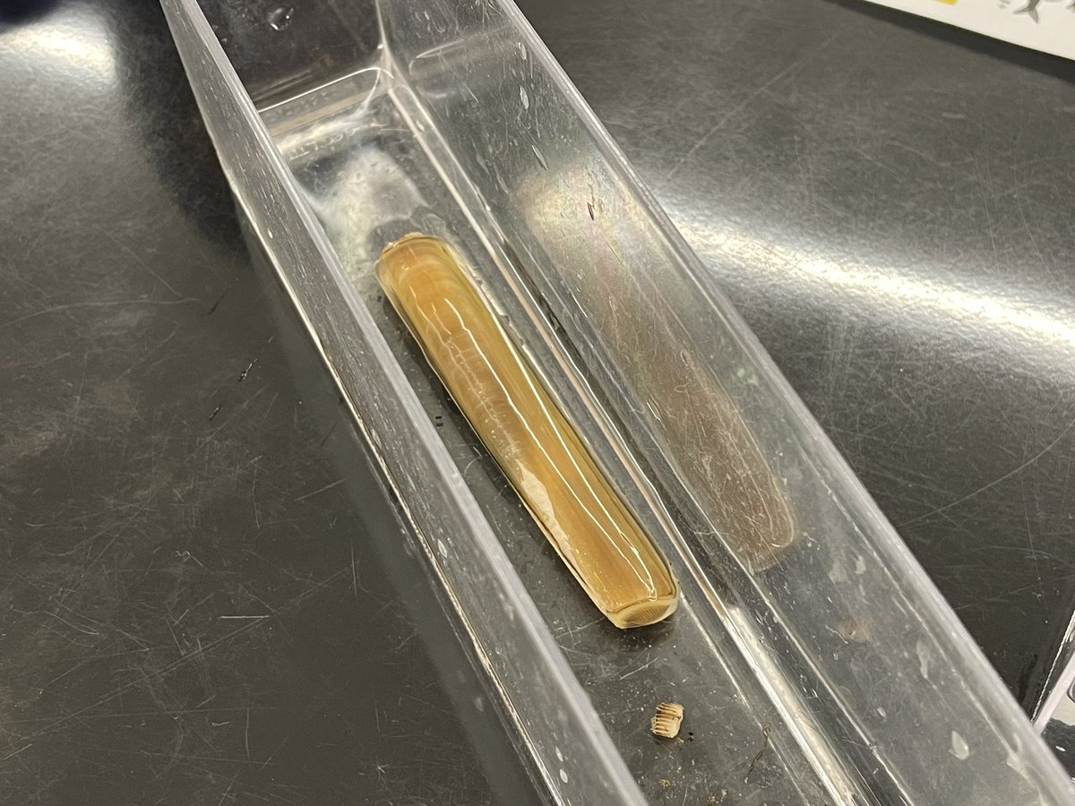 理科実験教室の野外活動で、
初めての三番瀬へ！
とっても綺麗な場所でした。

個人的に、
マテガイ採取に
チャレンジしに行きたい…。