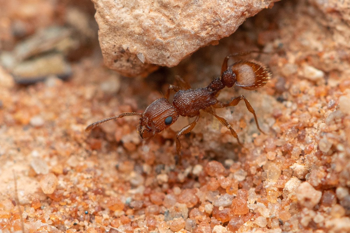 ant__frank's tweet photo. Our new paper “Unrecognised Ant Megadiversity in Monsoonal Australia: The Tetramorium spininode Bolton Group in the Northern Territory” showcases an impressively high diversity with a species-group of small but beautiful ants.1/2 https://t.co/gkbtLBUUkR