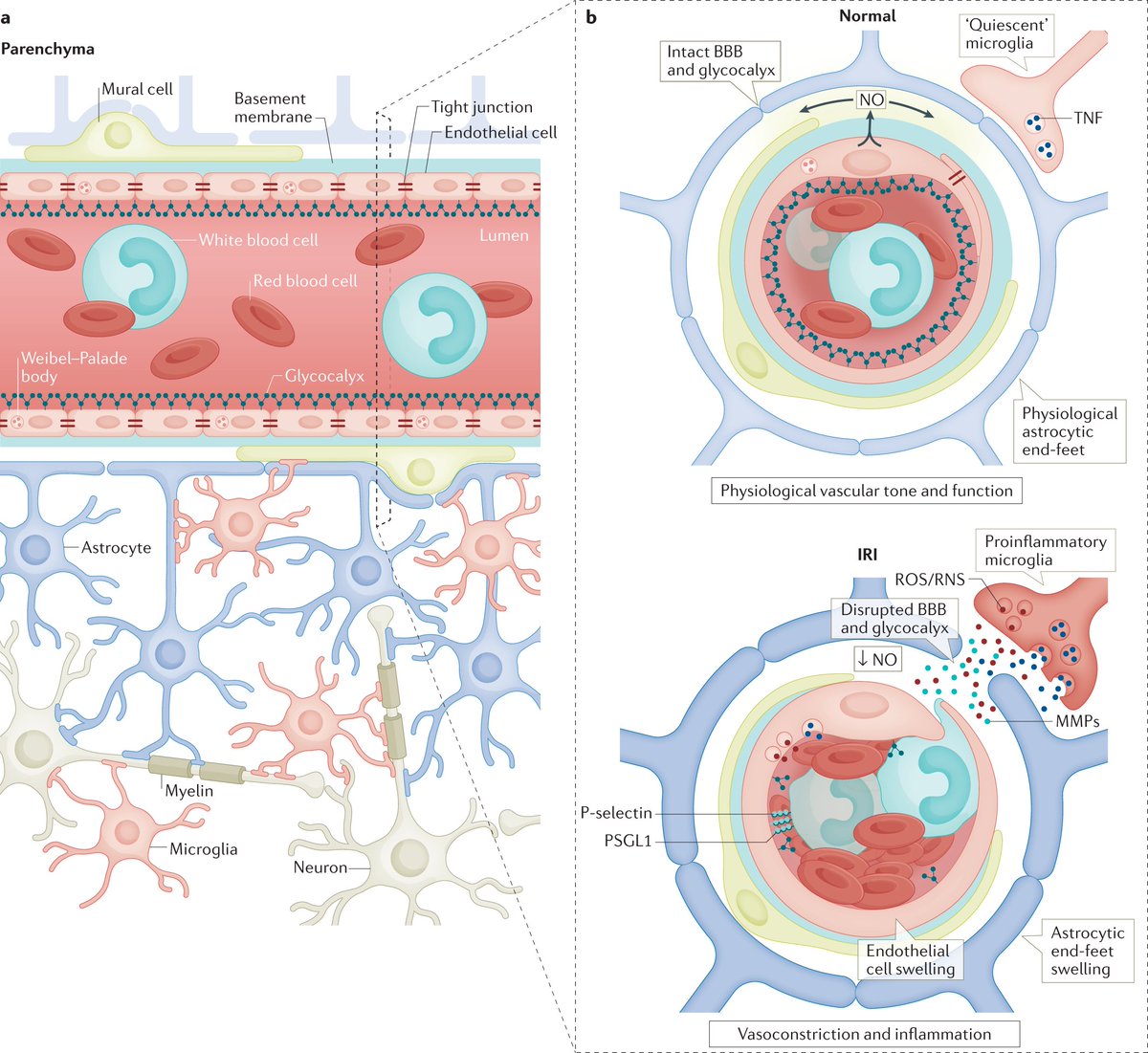 Cerebral microvasculature structure, function and dysfunction after ischaemia.

Source: @Nature

#neuroscience #MedTwitter