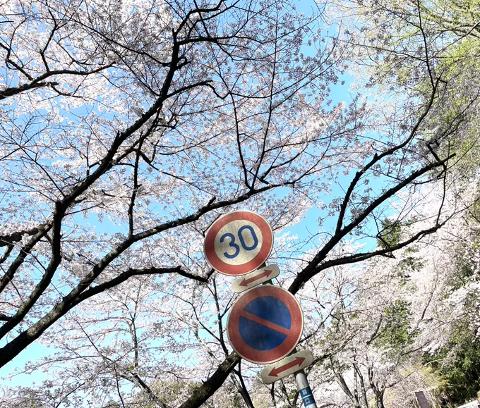 バイクで花見! 