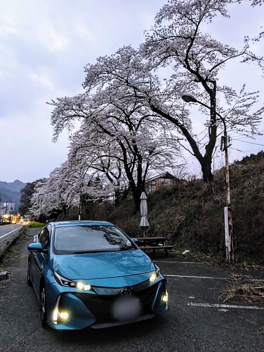 nachi_musashi's tweet image. 1th Anniversary!
EV車の取り巻く環境はまだまだだけど、選びに行ったときにこの車がいいって直感したので、大切に乗ります。いろんなところに連れていってね。
ハイブリッド車でもあるので、ガソリンぜんぜん減らなーい！
(横川の桜は満開です🌸)
#プリウスPHV
#PHV