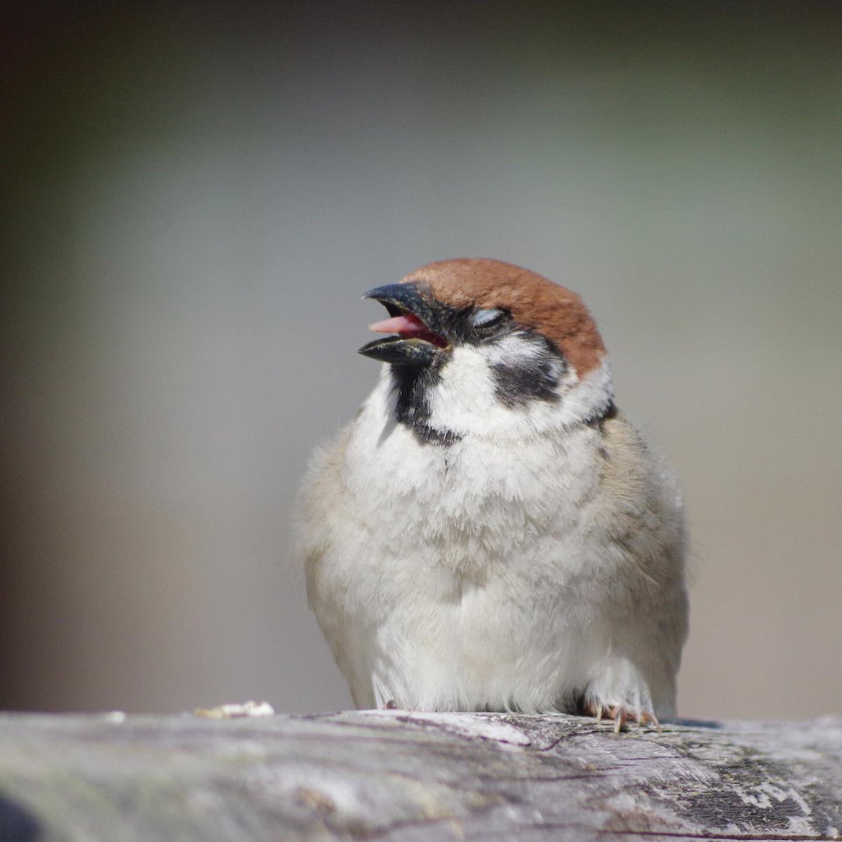 同じ生き物ですよ

#雀 #スズメ #すずめ #sparrow #鳥 #小鳥 #野鳥 #スズメギャラリー #スズメ写真集 #bird https://t.co/7fgJNGeiXD