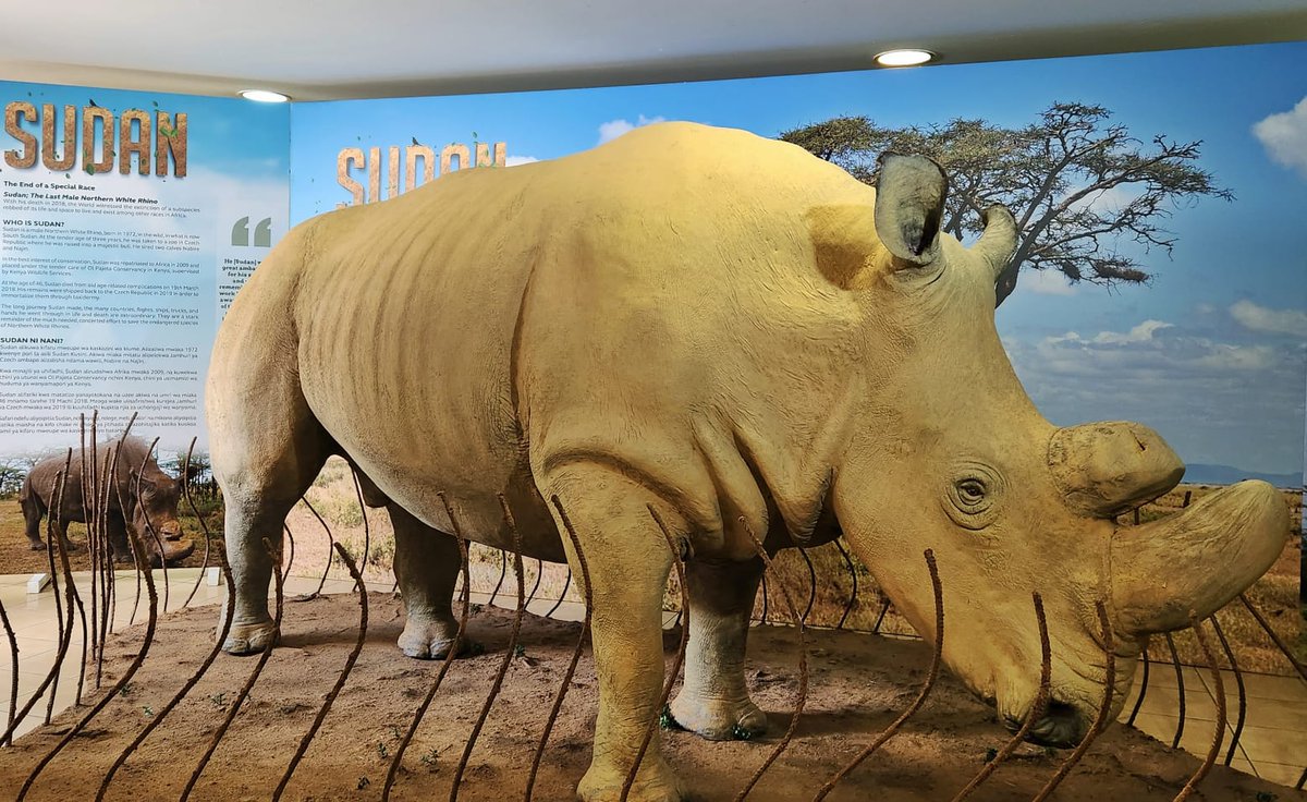Kenya Wildlife Service (@kwskenya) on Twitter photo 2023-03-28 11:06:09 The NWR assisted reproduction project for the recovery based at the @OlPejeta being undertaken in collaboration with KWS, ZOO Dvůr Králové (Czech Republic), Leibniz Institute for Zoo & Wildlife Research (Germany) Avantea Laboratory (Italy), Osaka University (Japan) & @WRTIKenya The NWR assisted reproduction project for the recovery based at the @OlPejeta being undertaken in collaboration with KWS, ZOO Dvůr Králové (Czech Republic), Leibniz Institute for Zoo & Wildlife Research (Germany) Avantea Laboratory (Italy), Osaka University (Japan) & @WRTIKenya