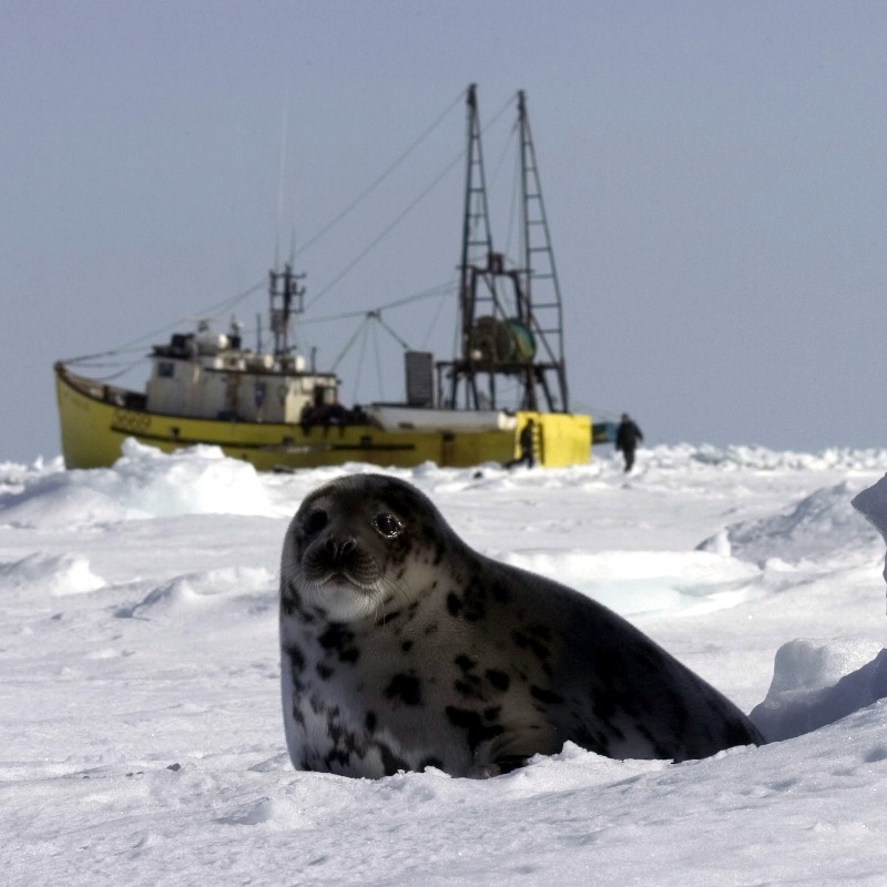 IFAWUK's tweet photo. 🚨⁠ Save seals! Sign our petition! 🚨⁠

The commercial seal hunt in Canada is cruel, unnecessary and wasteful. Join us and say: STOP! 🚫

 We are calling on the Canadian government to stop supporting commercial seal hunting. Help us and sign our petition. ✍️

📸: © IFAW/S. Cook