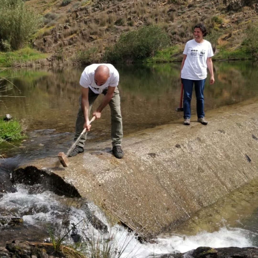 Exciting news! Portugal's first dam removal by civil society has started! Join us in signing the petition to ask the government to fund river restoration. It's crucial for the environment and wildlife. Who's with us? #DamRemoval #RiverRestoration🔨💥💦🐟🦦
natureza-portugal.org/o_que_fazemos_…