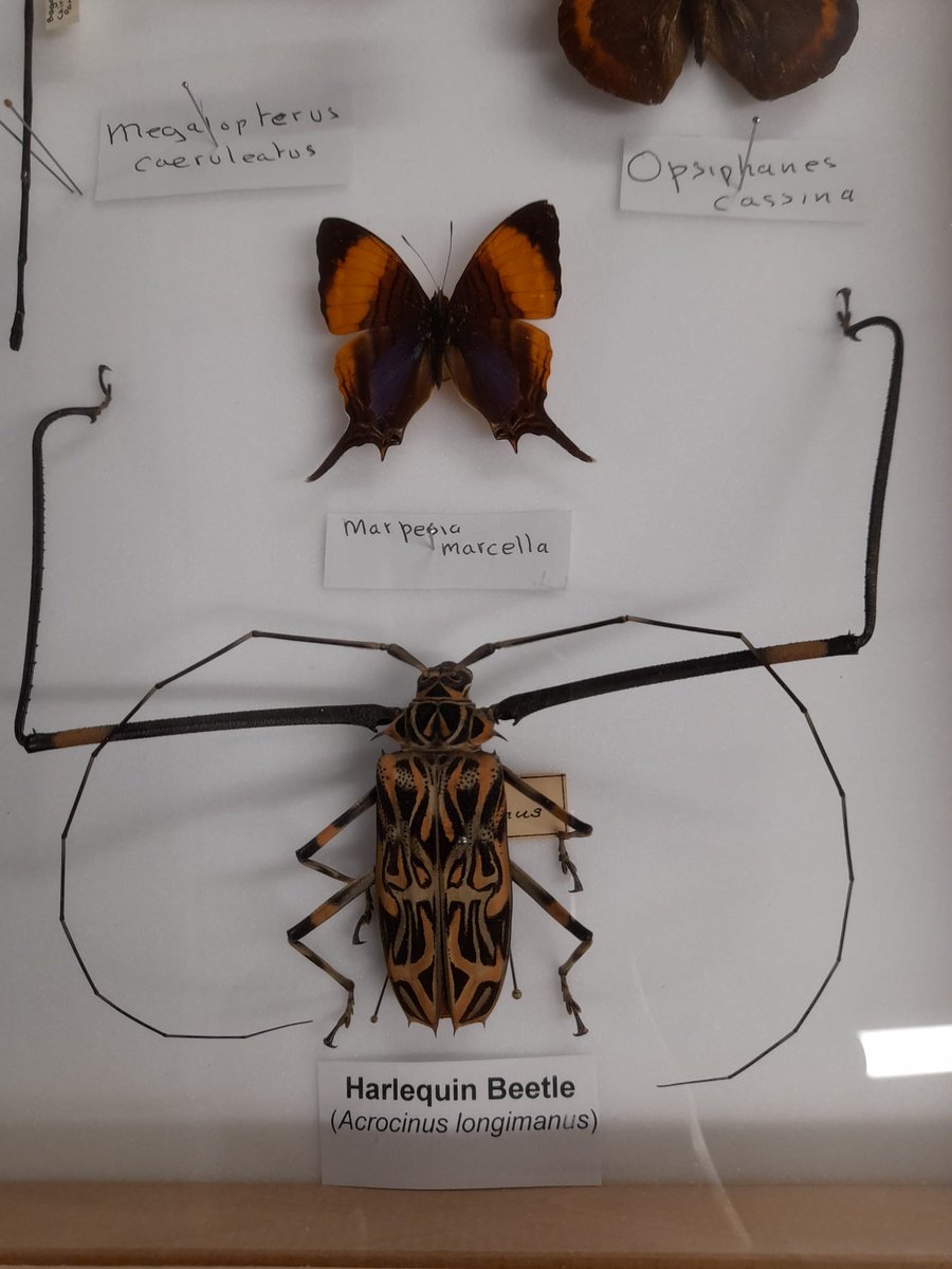 MuseumInsight's tweet image. #insects 🦋🦋🪲🪲 and conservation stories from Central and South America also made it to the event. Celebrating #biodiversity in the Neotropic 🥳. I was feeling closer to home 😍. Many thanks to the visitors for the great comments!! @Panwildlife
