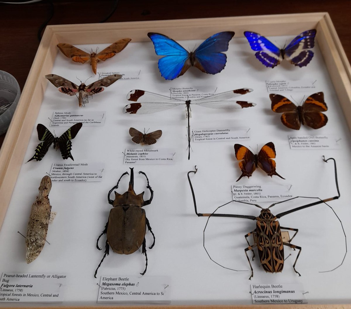 MuseumInsight's tweet image. #insects 🦋🦋🪲🪲 and conservation stories from Central and South America also made it to the event. Celebrating #biodiversity in the Neotropic 🥳. I was feeling closer to home 😍. Many thanks to the visitors for the great comments!! @Panwildlife