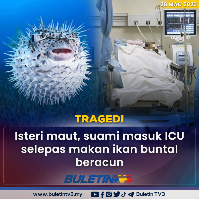 BuletinTV3's tweet photo. TRAGEDI | Seorang isteri maut manakala suaminya dirawat di Unit Rawatan Rapi (ICU) Hospital Enche’ Besar Hajjah Kalsom (HEBHK), Kluang, Johor selepas menjamu hidangan berasaskan ikan buntal.

Berita penuh di https://t.co/jXrfpaSjcH https://t.co/MMYzmKEXQG