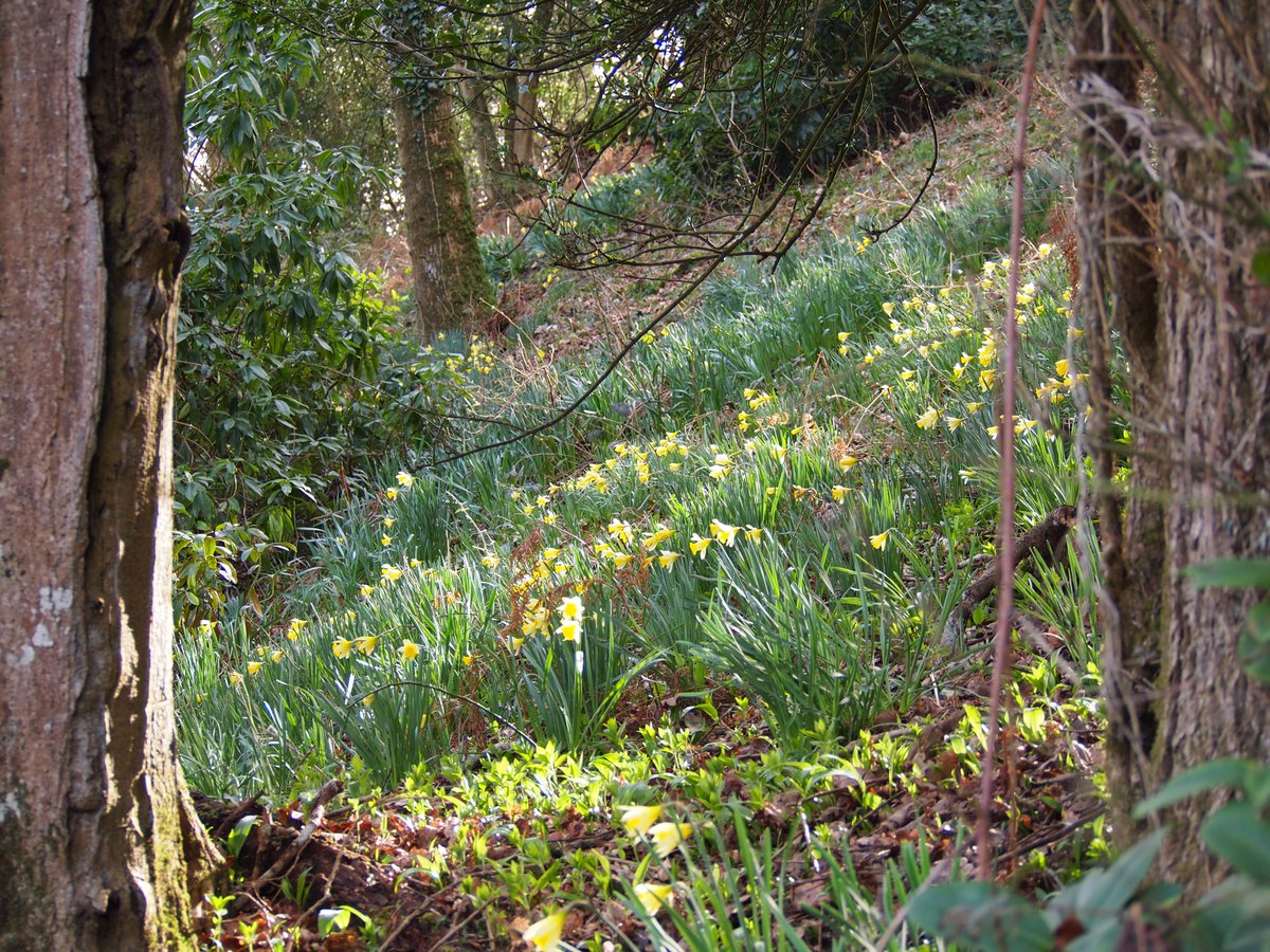 NutsfordHouse's tweet photo. The primroses and daffodils here are amazing at the moment. They are everywhere!!

#bedandbreakfast #exmoor #Spring https://t.co/zk3brGoVaq
