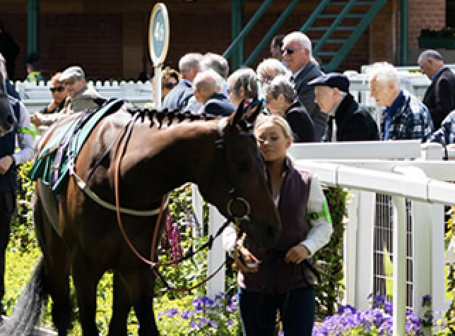 The Racehorse Syndicates Association tweet media