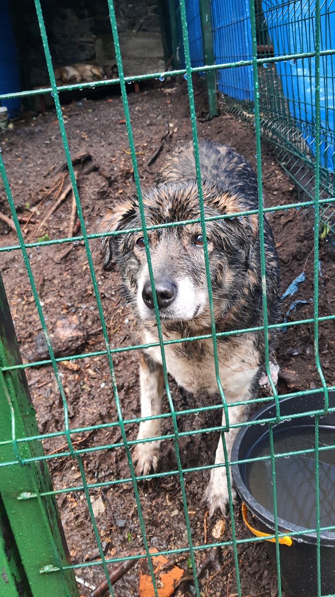 morkan1917's tweet photo. Dün yönetime köpeklere yaptıkları yerin yaşama el verişli olmadığını, sakat ve yaşlı hayvanlar için uygun olmadığını söylediğimizde "Biz onlara doğal yaşam alanı hazırladık" diye savundular kendilerini. (1) https://t.co/a1RjhLGzri