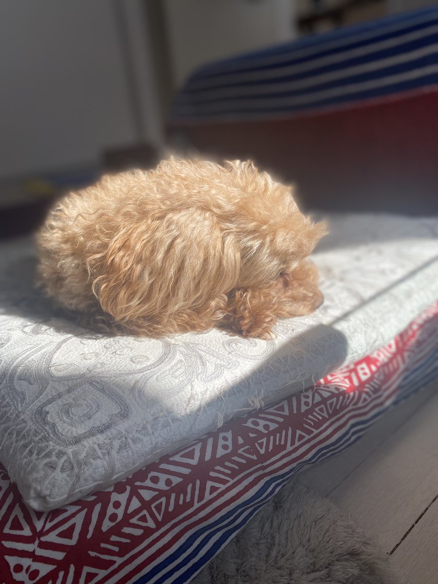 Sunbathing Leon☀️

日向ぼっこでウトウトなレオン爺❤️

#leonthetoypoodle #toypoodle #poodle #dog #toypudel #hund #トイプードル #プードル #犬 #いぬのきもち #everydoglover #犬のいる暮らし #sunbathıng #solbad #sunbath #日向ぼっこ #日向ぼっこ犬