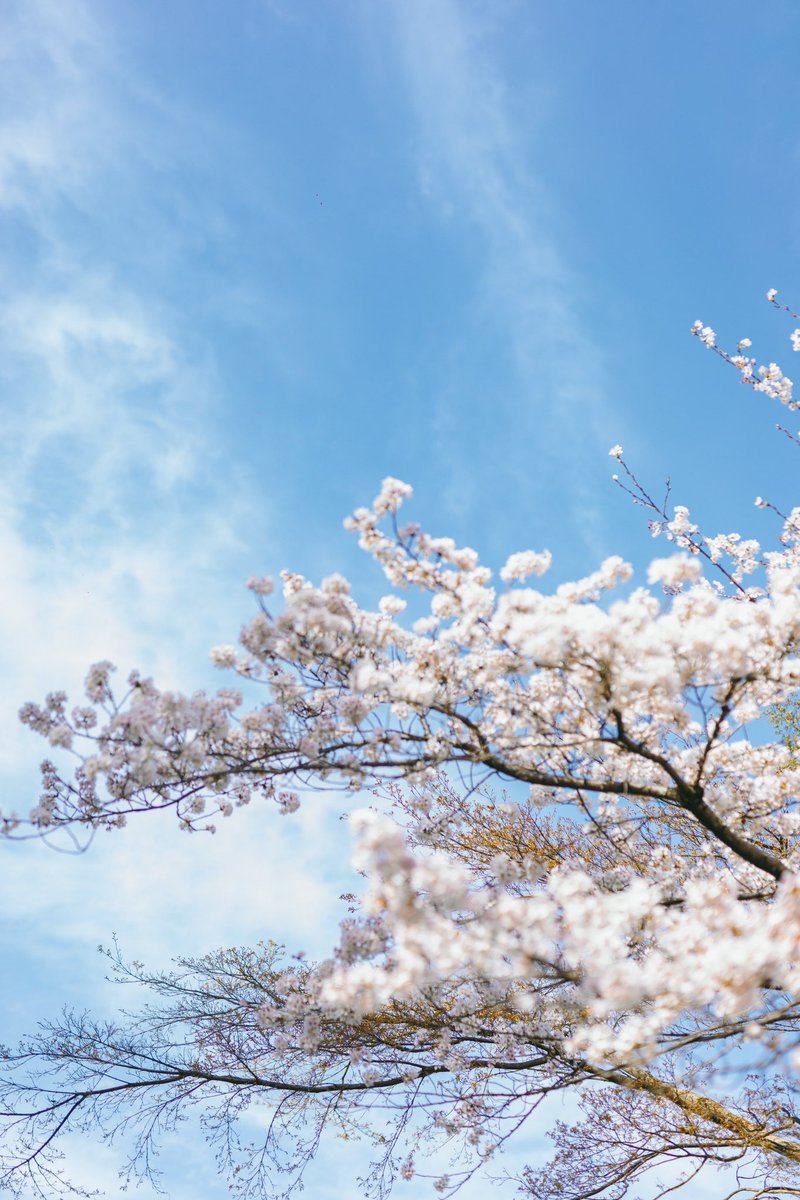 kotoku10's tweet photo. 春になれば思い出す https://t.co/PtbKWJYG8b
