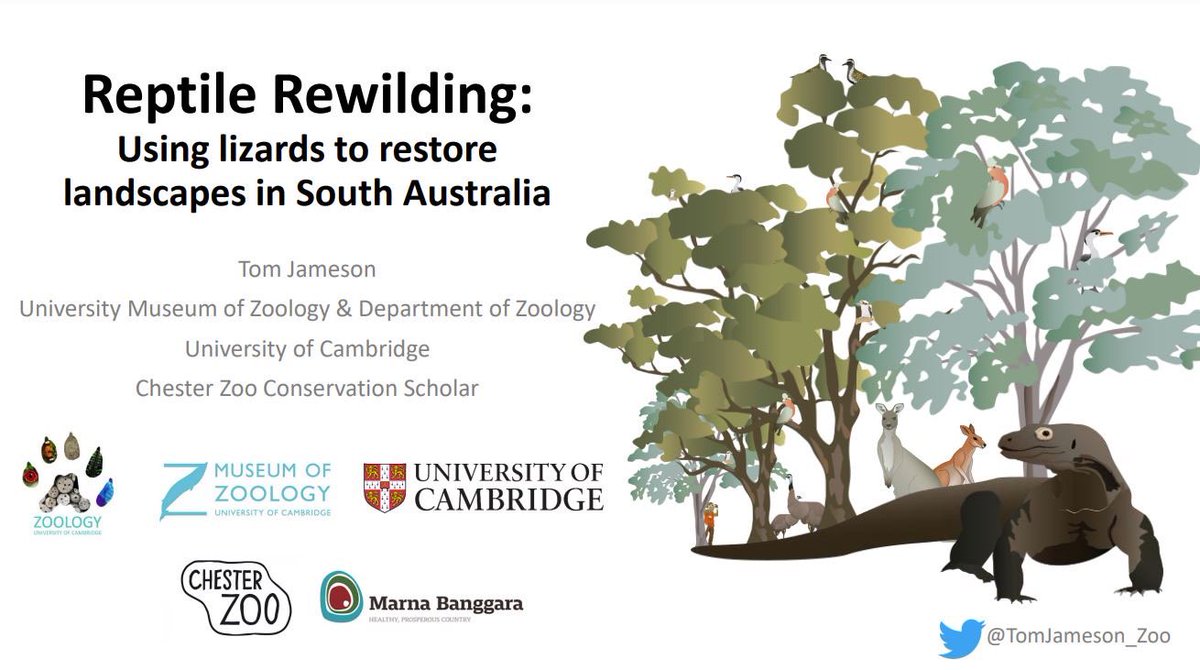 Excited to be presenting at #SCCS2023 tomorrow. Looking forward to talking about #reptiles #rewilding and the Marna Banggara Project @sccsbng.