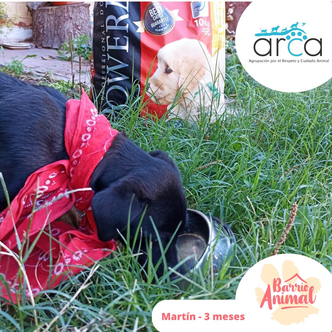 Fundacion Arca Chile tweet media
