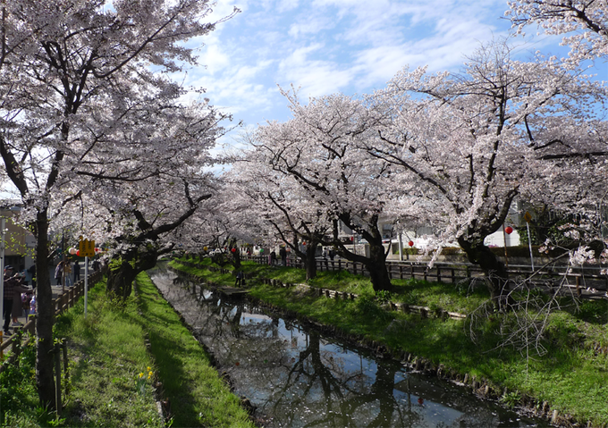 今日のアニメ「月がきれい」の新河岸川の桜の様子満開からちょっと散りはじめてる。 
