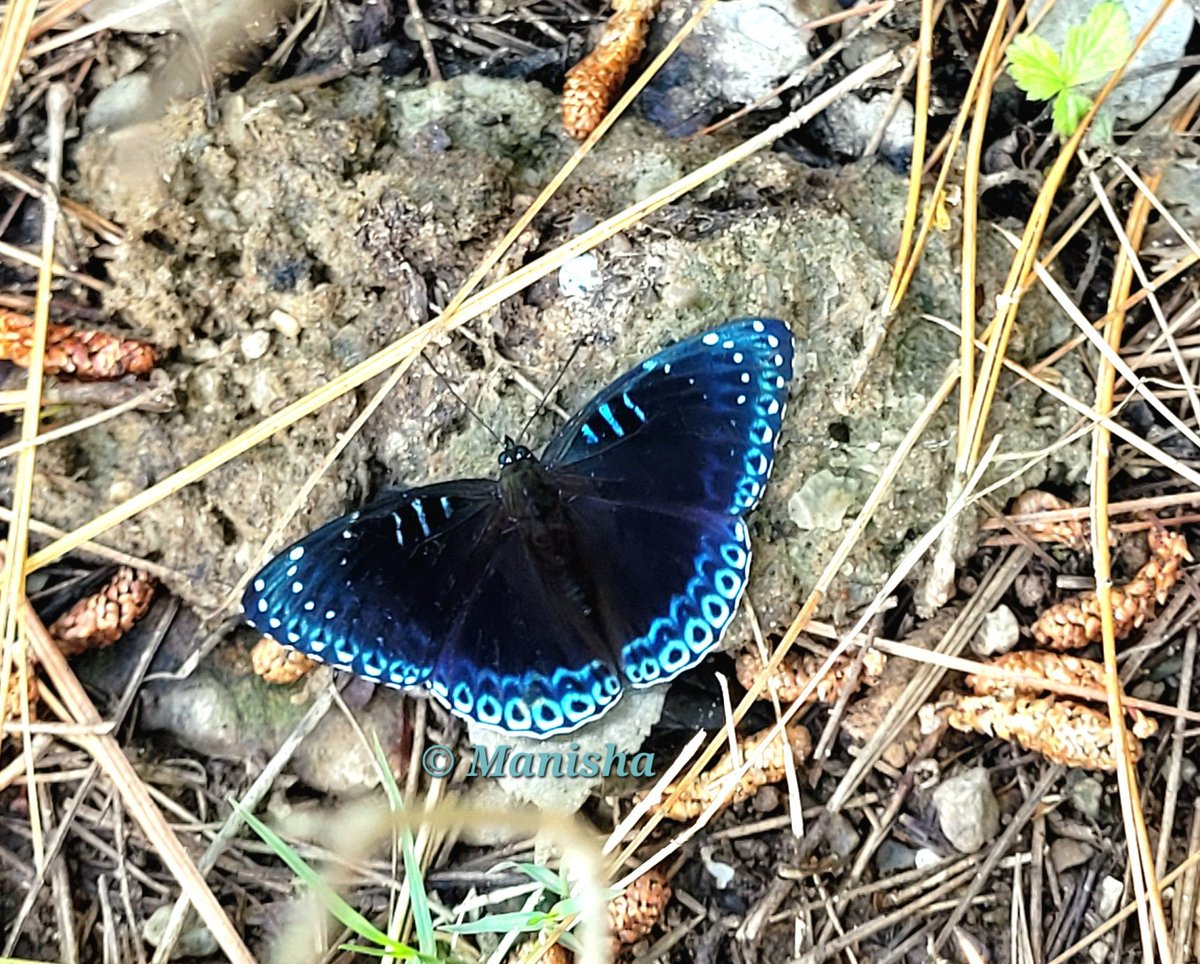 ManishaKukreti3's tweet photo. Himalayan Popinjay Butterfly
#TitliTuesday #IndiAves #butterfly https://t.co/lp8wnJZGfE