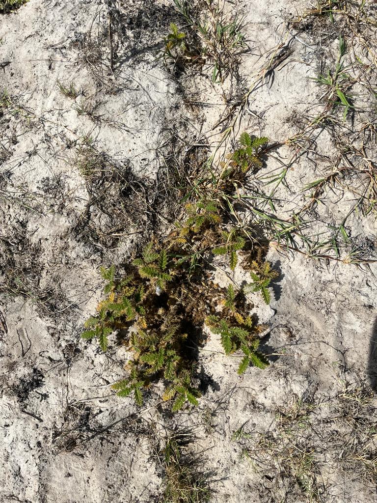 GeezaColeman's tweet photo. Crowdsourcing some images of Afghan thistle (Solanum hystrix) to train an algo for the OWL with @eyres_N

Target: ~100 images, 
Camera: any camera/phone.
Setting: Ideally pasture/by itself
How: 1m directly overhead (e.g. below)

Drop them below if you have some! https://t.co/QA1WojC4gf