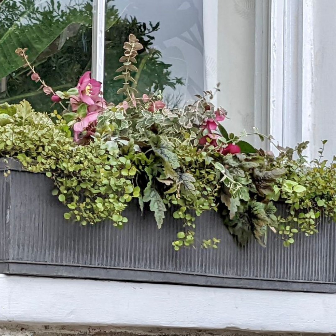 living_windows's tweet photo. Window boxes mean you get colour and that spring feeling no matter the weather on the day! 🌷

(Perfect for #London then!) ☁️

#tuesdaytips #tuesdaythoughts #londongarden #windowboxes #containerplants #windowboxesofinstagram https://t.co/YWPXjA76Hi