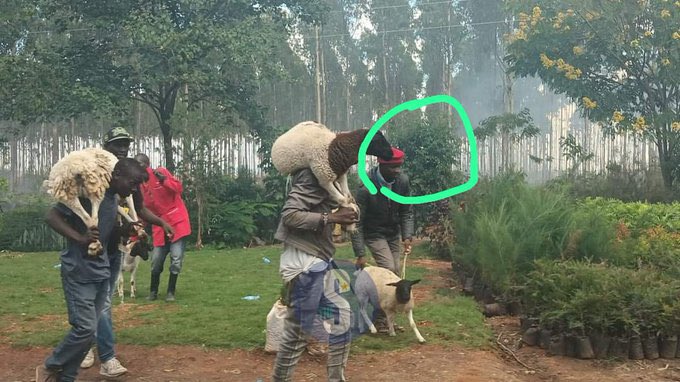 Newtoh10's tweet photo. @gpdkaluma @UDAKenya @NPSOfficial_KE @DCI_Kenya https://t.co/KYRsHoqPSW