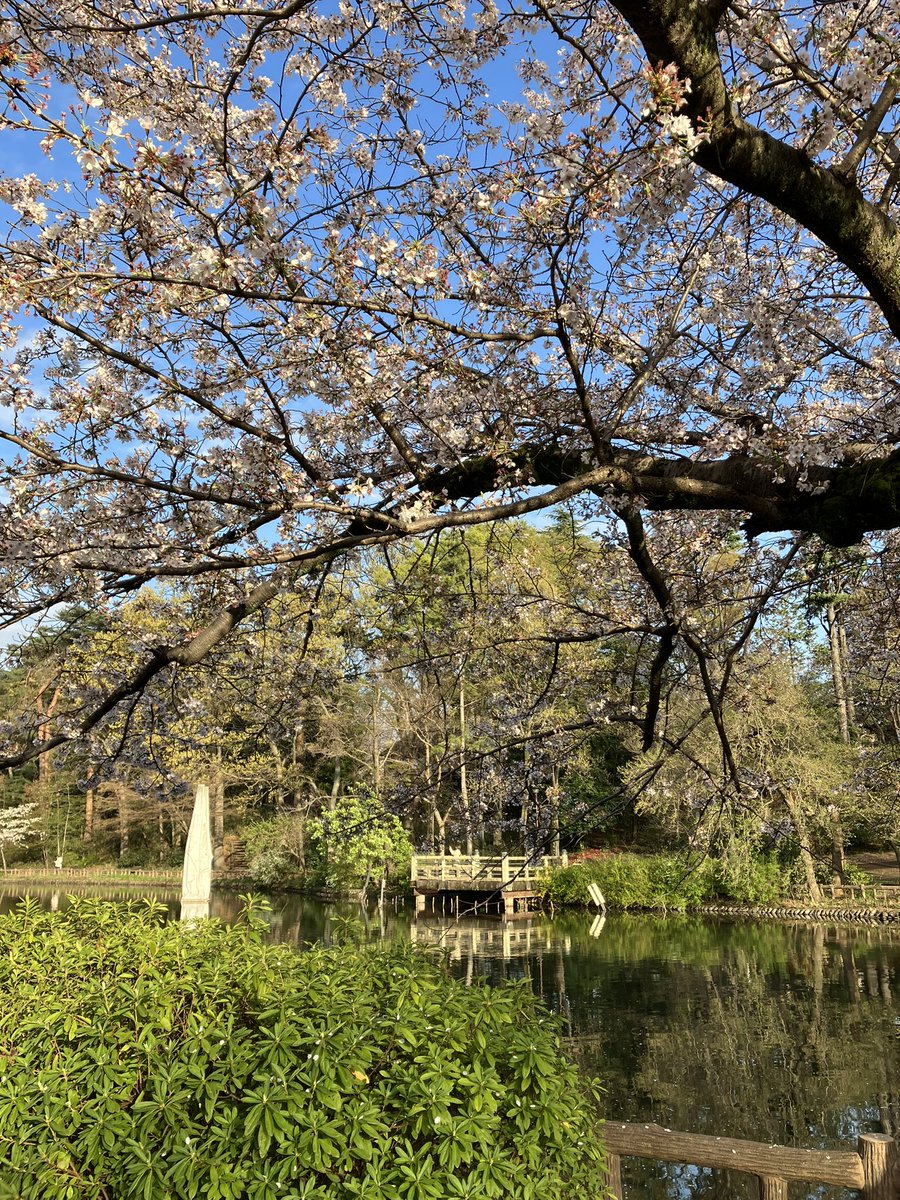g_leaf5663's tweet photo. 着付け教室@練馬区石神井から徒歩10分ほどの石神井公園。
桜🌸はそろそろ散り始めていますが、緑が芽吹いています🌱
#着付け教室
#初心者向け
#練馬区石神井 https://t.co/aImMDz9K3M