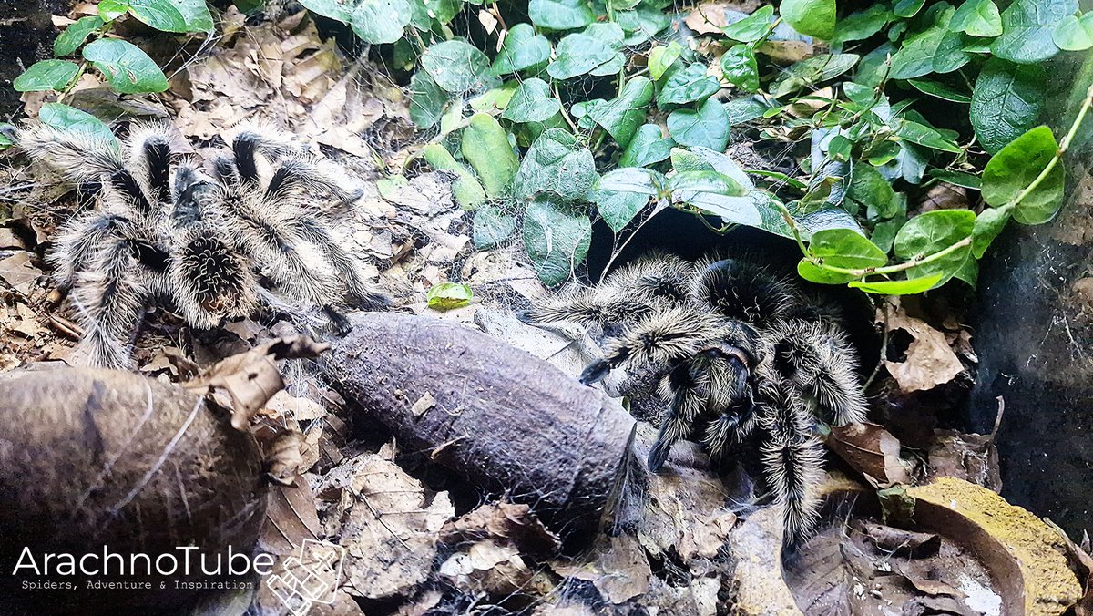 ArachnoTuber's tweet photo. A good first pairing of Tliltocatl albopilosus "Nicaragua"
Thanks to Lee Ardern of @TheSpiderShop for the loan of the male. A feed for both and a rest, then another session. 
4K vid of the pairing available soon at https://t.co/muT8tEk3bG https://t.co/9fzZy4WaTX