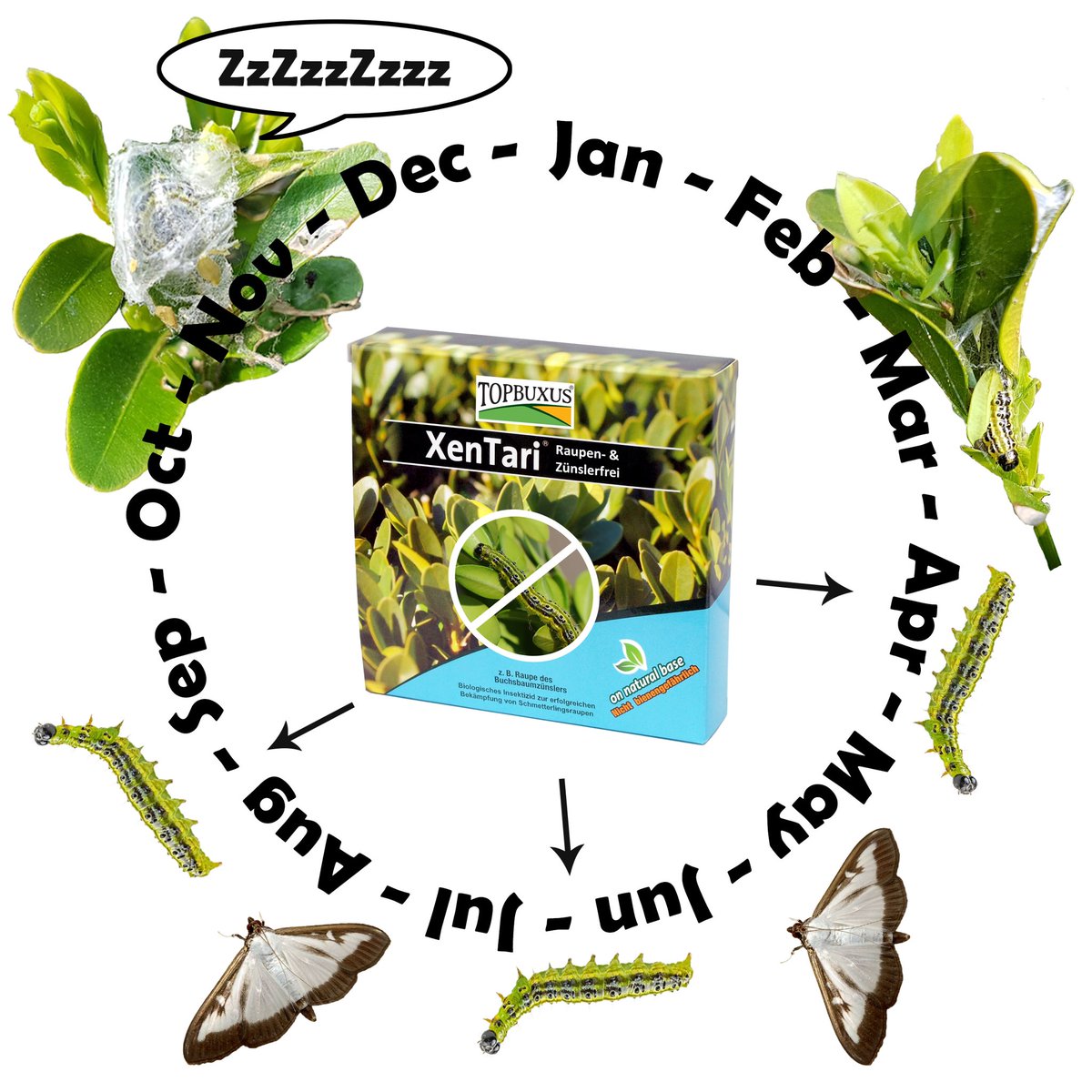 BuxusKing's tweet photo. Make sure to have XenTari on stock when needed. We expect to see active caterpillars soon! Purchase here for UK customers: https://t.co/XECeAZ2GhM
#boxmoth #boxcaterpillar #boxhedge #topiary #garden #gardening #gardeningtwitter #gardener #discount #uk https://t.co/zYQjFocJxe