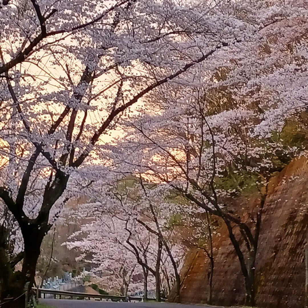 HMilkhinako's tweet photo. 桜を見に🐶と一緒に散歩。　霊園ですが、桜のトンネルが綺麗。この時期、車でゆっくりと通り抜けしているの見かけます。#桜咲く https://t.co/kMuRhiGVL3