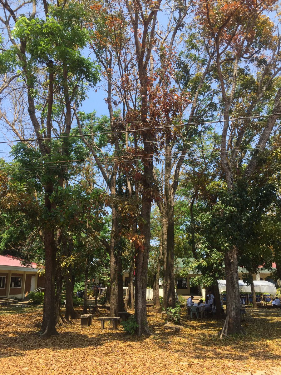 romnickcobo's tweet photo. Like these trees, we may fall but spring will always come. Cry as the rain poured, shout as the thunder rumbled. Be at ease; wait, and be patient. The universe will not be forever against you. You are enough and you are doing great. https://t.co/2WlB4kAXNc