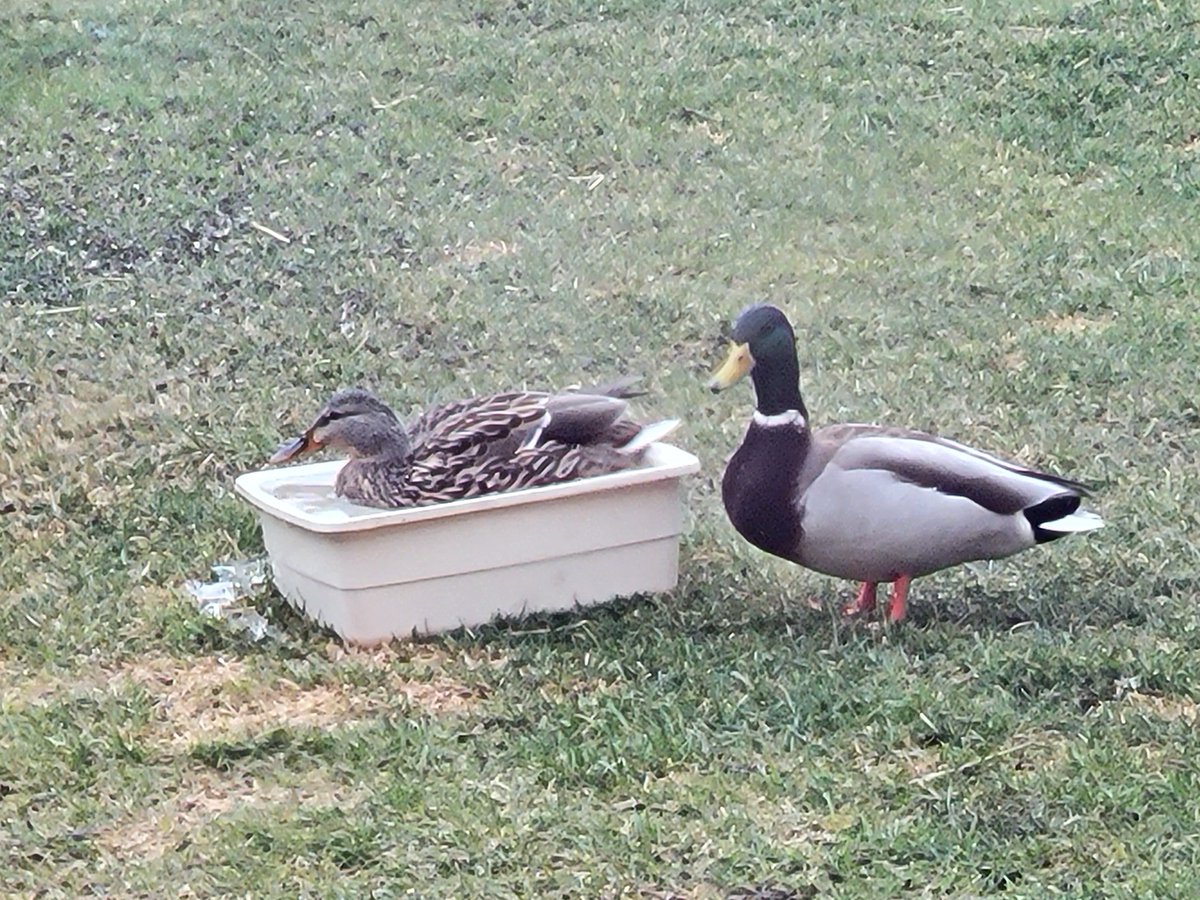 Momma and poppa duck are back.  🦆🦆
