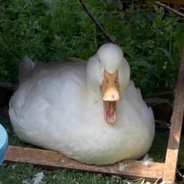 写真をたくさん撮られて怒るヨバンさん 