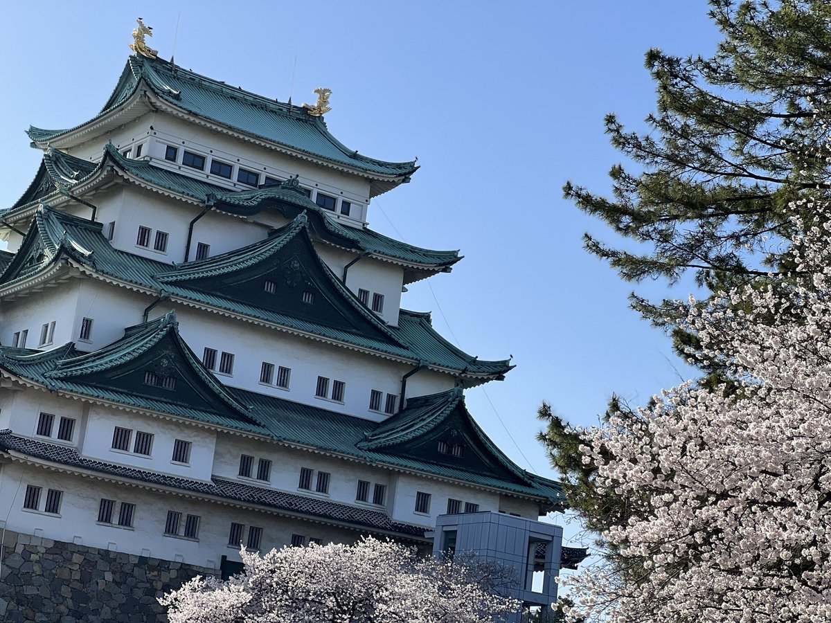 LFc3a's tweet photo. 名古屋城と桜
#桜
#名古屋城
#さくら
#満開
#CherryBlossom https://t.co/MsP7YT72tX