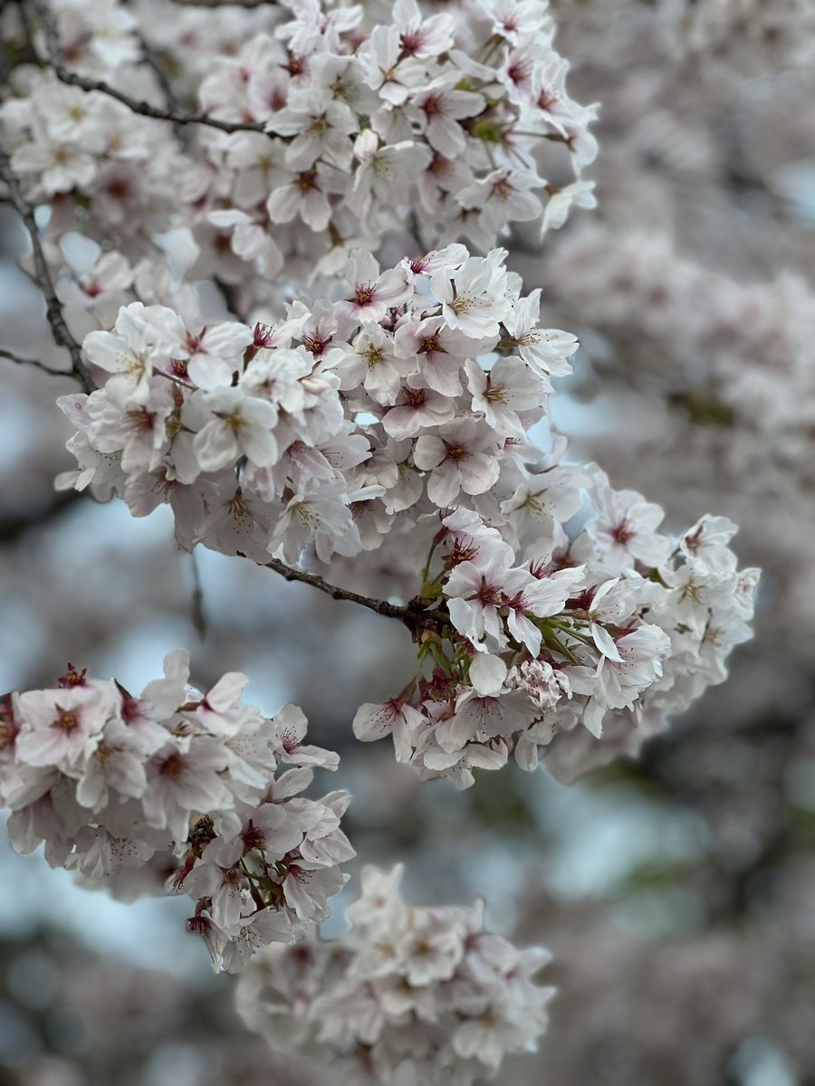 LFc3a's tweet photo. 名古屋城と桜
#桜
#名古屋城
#さくら
#満開
#CherryBlossom https://t.co/MsP7YT72tX