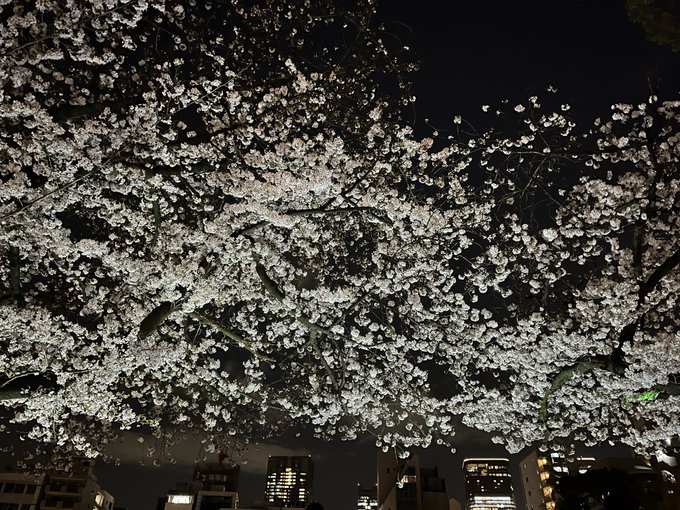 夜桜四重奏 