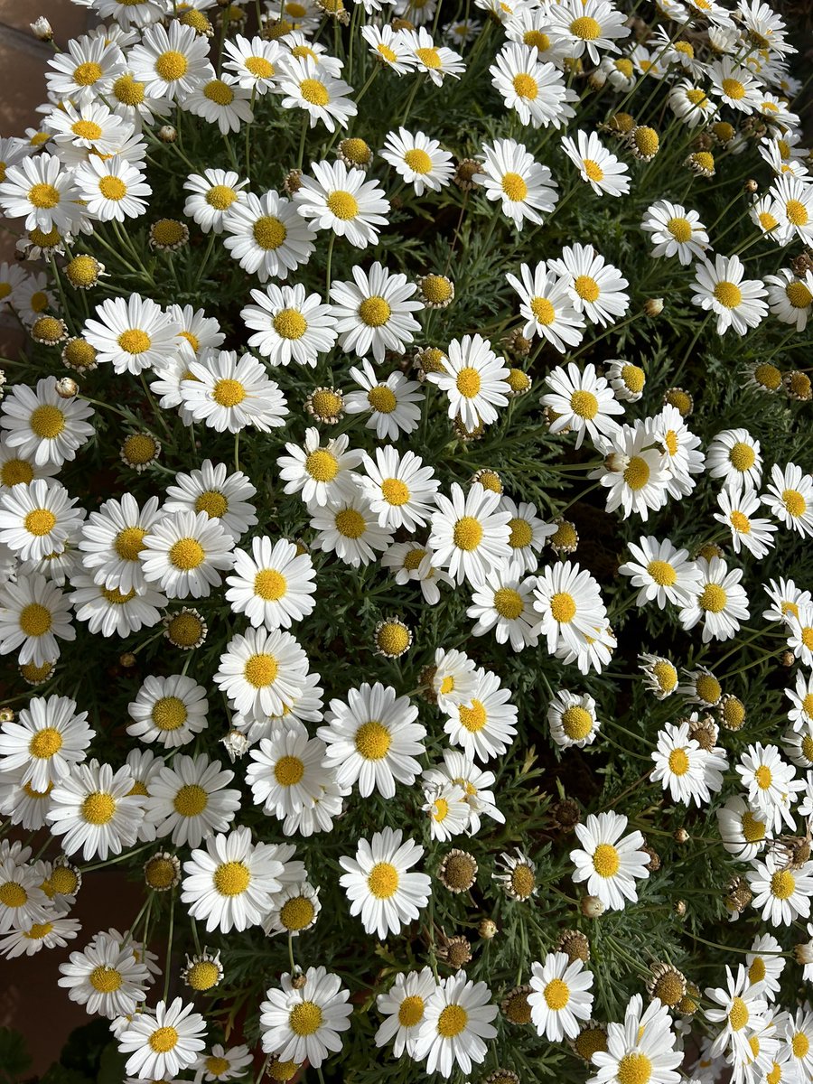 parra1959's tweet photo. #margaritas #margarides #flors #flowers #spring #primavera https://t.co/r9ktylFCjO