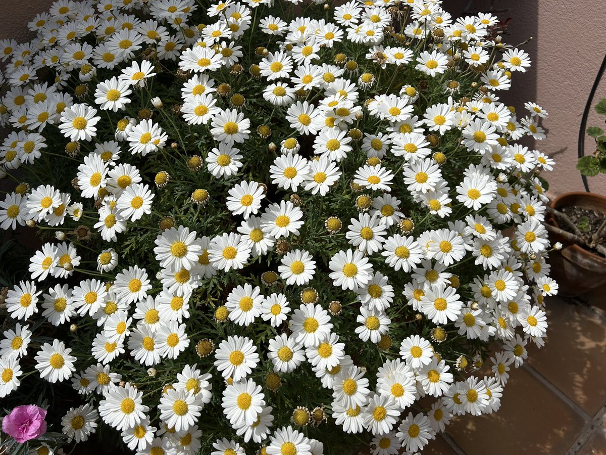 parra1959's tweet photo. #margaritas #margarides #flors #flowers #spring #primavera https://t.co/r9ktylFCjO