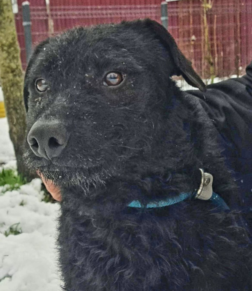 DNVSaveanimals tweet media