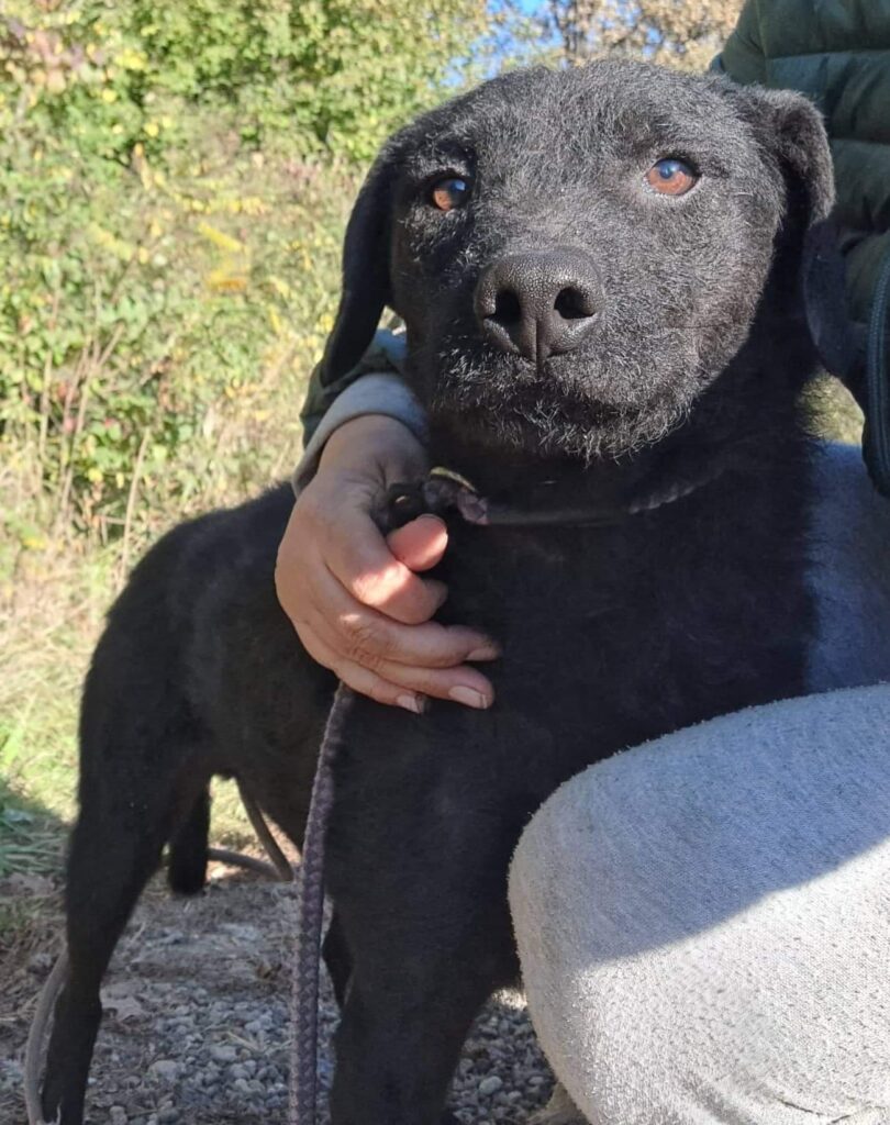 DNVSaveanimals tweet media