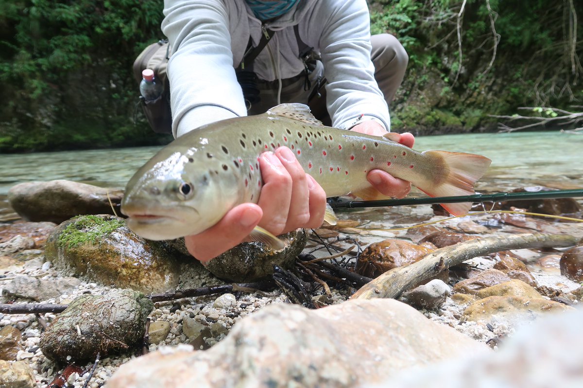 MatejGodec's tweet photo. Exploring #red #dots and #outoftheway #flyfishing places with #flyfishingodec #Slovenia #flyfishinguide #newseasoniscoming #Highlights https://t.co/2tNip7Bllp