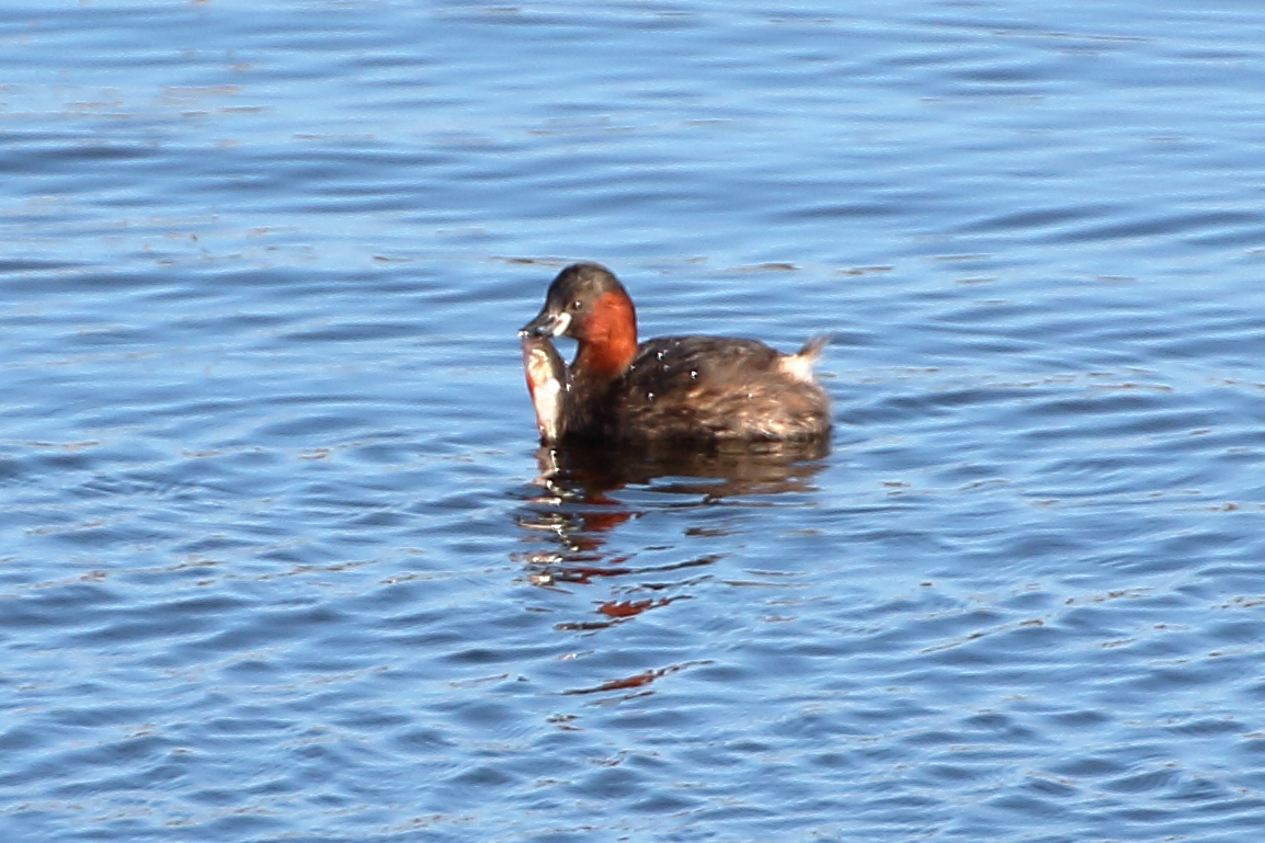 northernoptics's tweet photo. Little Grebe vs big fish at #farings #Lincolnshire #birdwatching #Humber #NorthernOptics #Tamron #canoneos #nature #wildlifephotography https://t.co/nvGopFl5Sm
