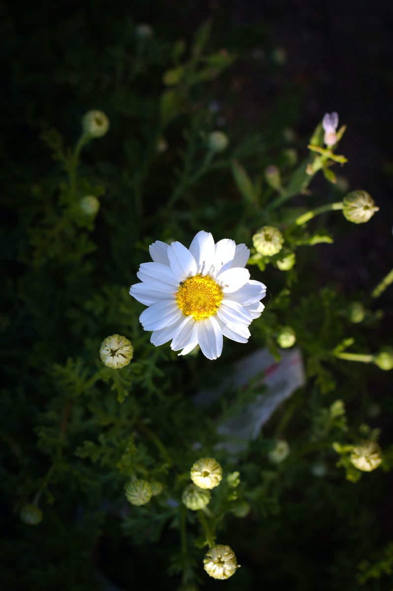 TPCAorg's tweet photo. Oubaitori: ancient Japanese idiom that people, like flowers, bloom in their own time and their individual ways. Connects to Rogers' belief when client experiences all emotions which organismically arise, in a knowing &amp; open manner, will find the richness that exists within (1961) https://t.co/Hd05WNORCb